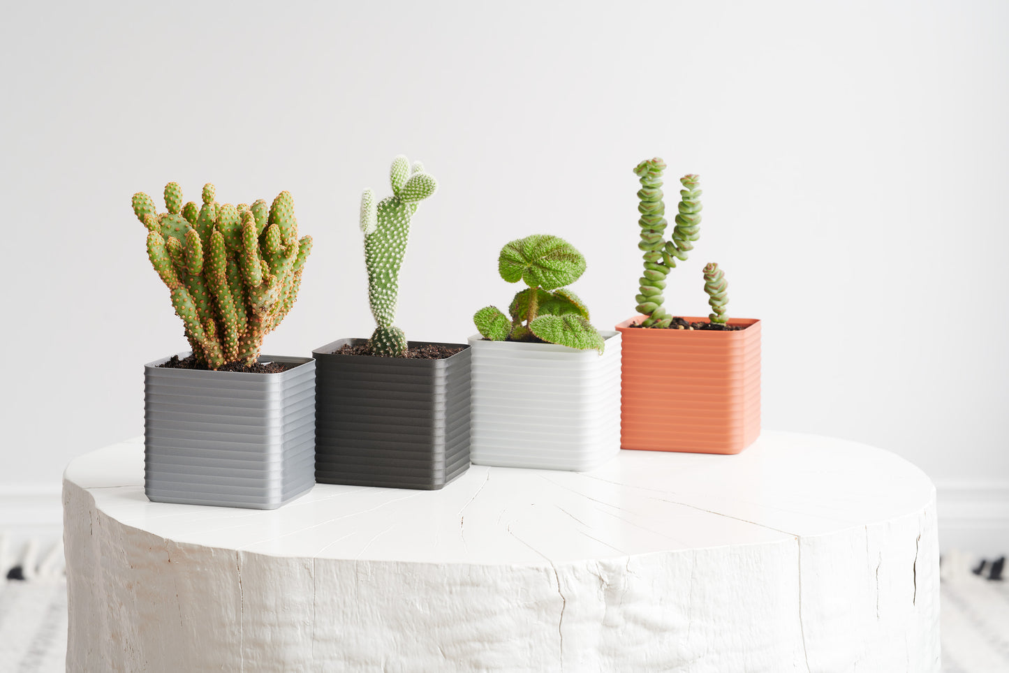 Four Rib Series planters in muted tones spread across a white stool, each featuring vibrant plants — highlighting how a Z Co Gift Card lets them curate and create their own living design.