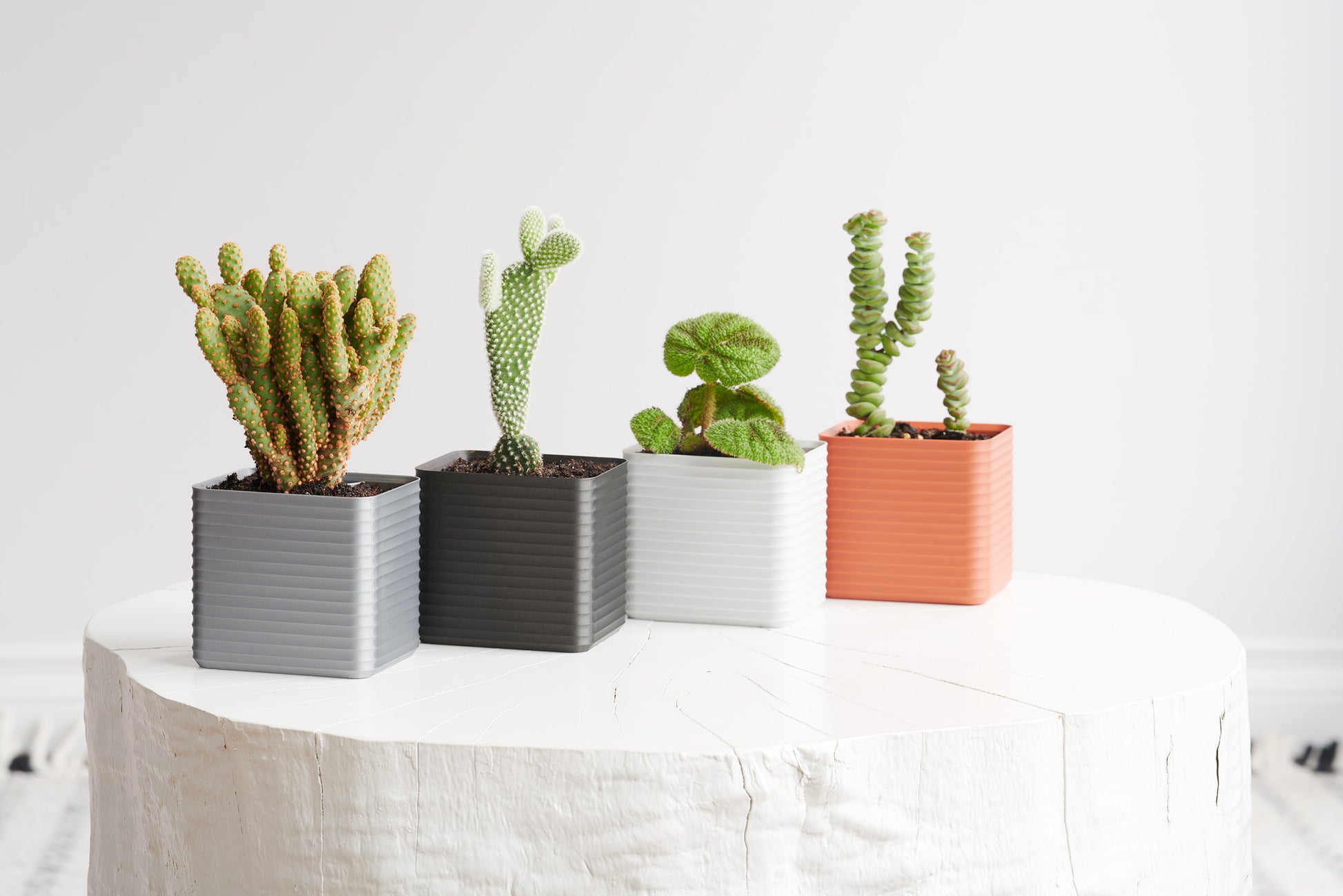 Four Rib Series planters in muted tones spread across a white stool, each featuring vibrant plants — highlighting how a Z Co Gift Card lets them curate and create their own living design.